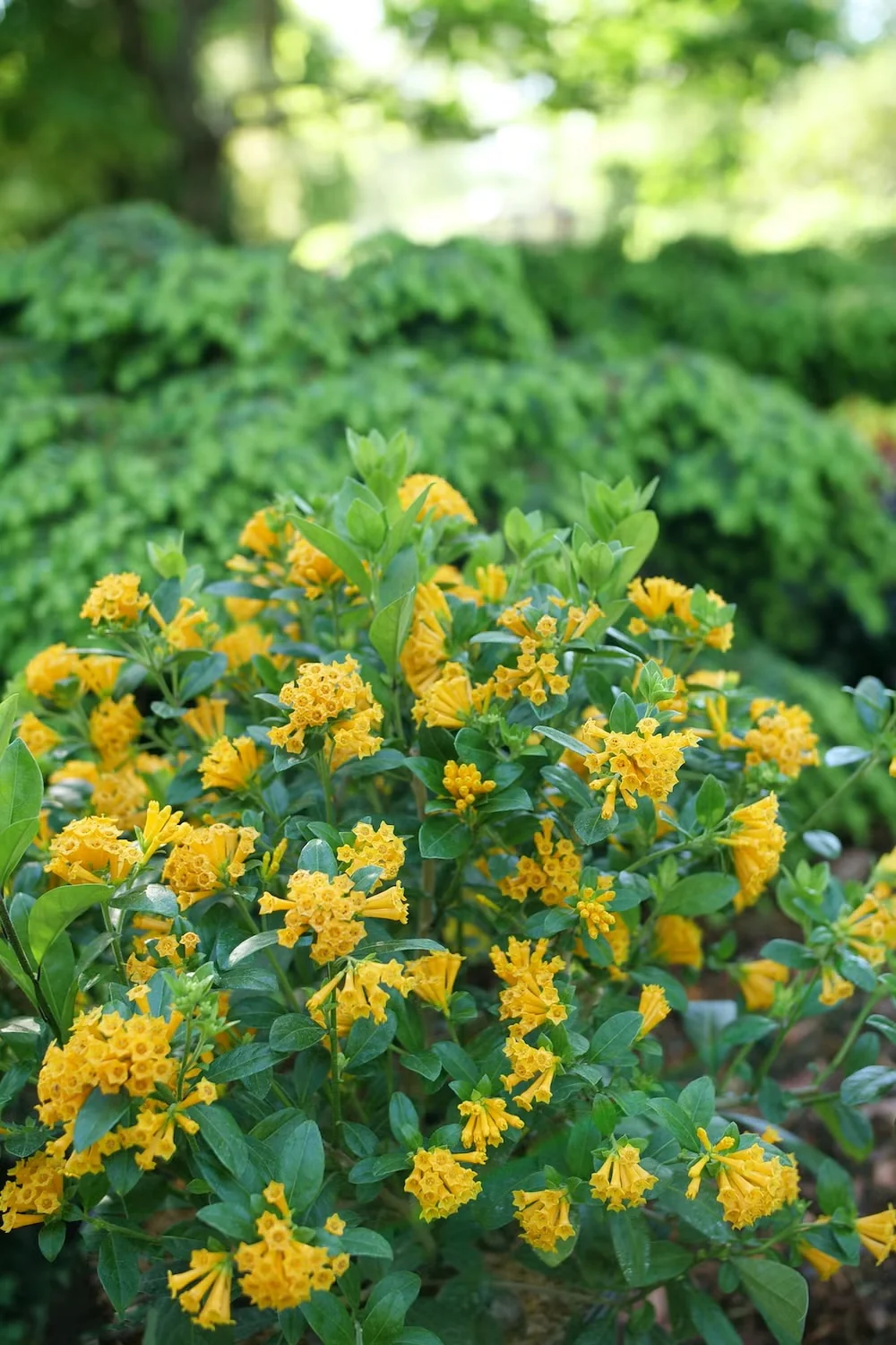 Juiced Orange Jessamine Attracts Hummingbirds to the Garden