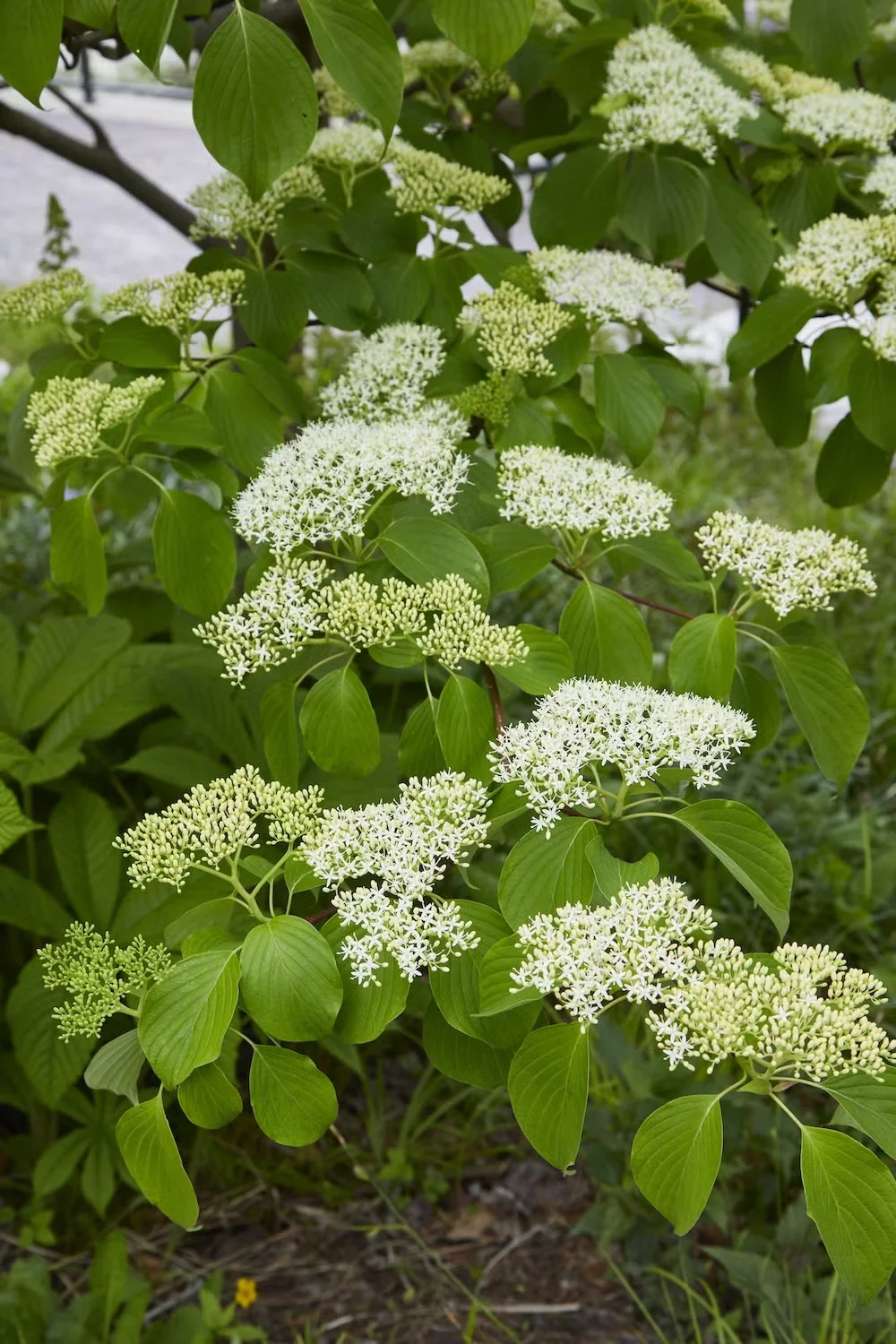 June Snow Giant Dogwood Lives Up to Its Name with Abundant White Flowers