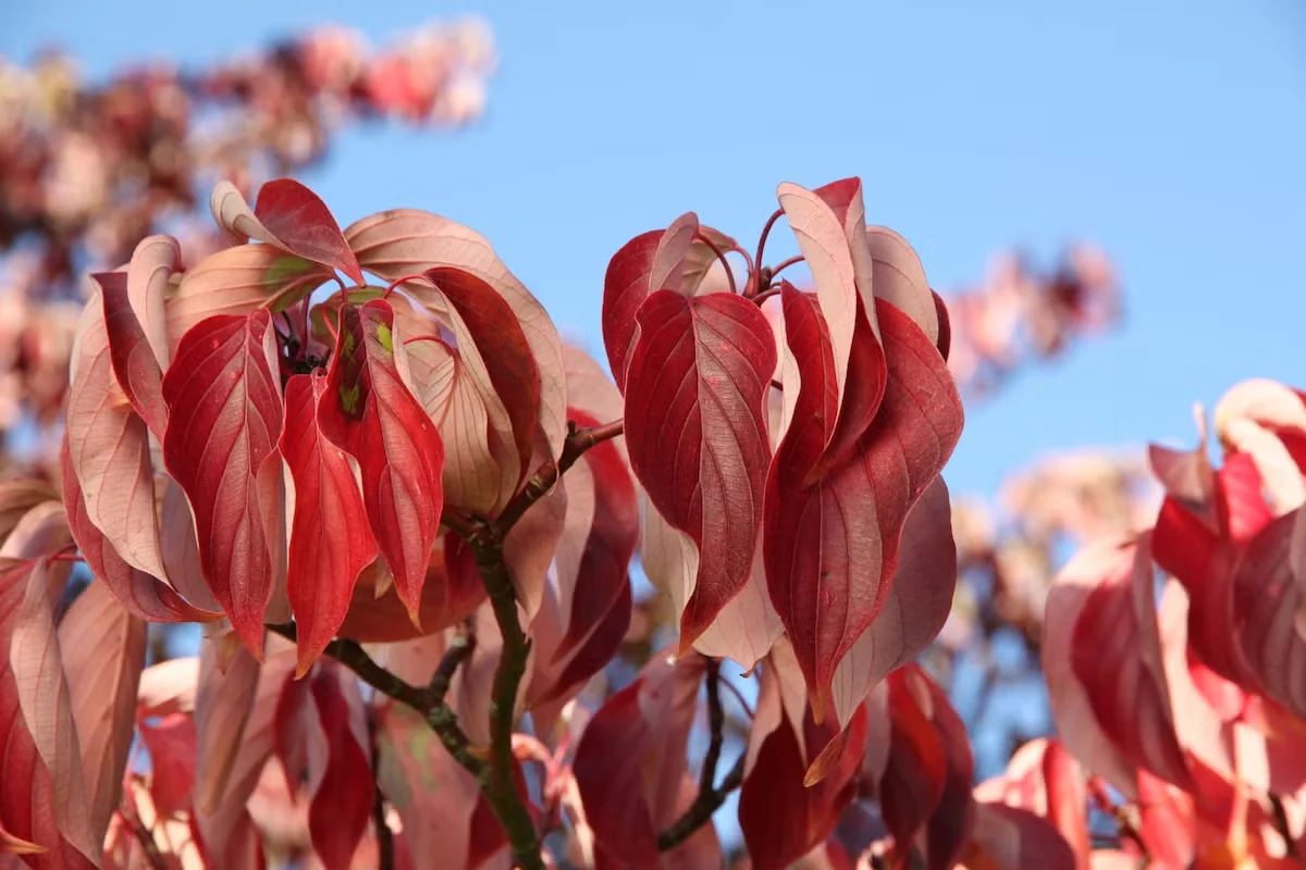 The tree's leaves take on gorgeous fall colors before dropping to let its architecture shine through the winter. Image courtesy of J. Frank Schmidt & Son Co.