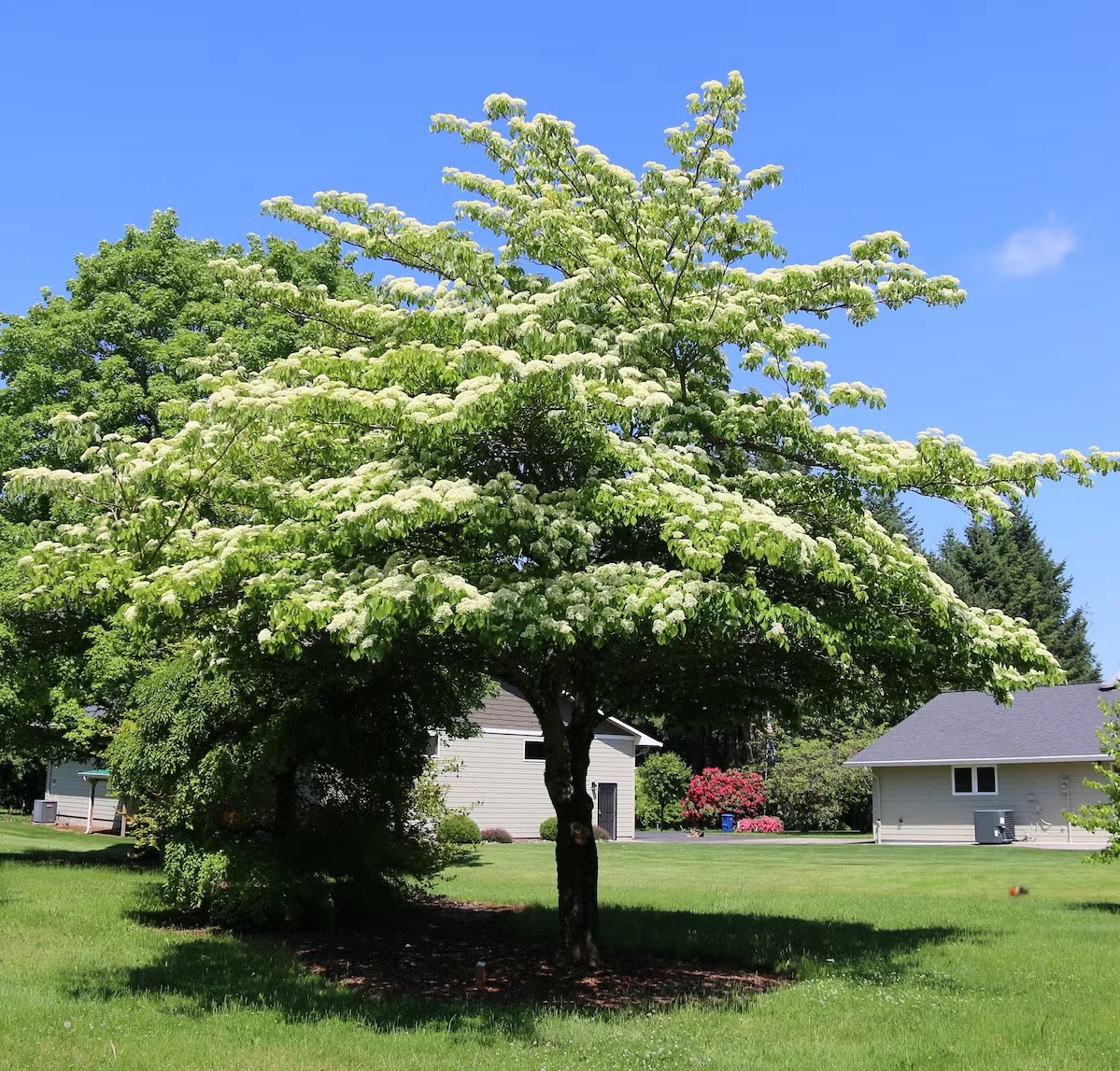 June Snow giant dogwood has horizontal branching that creates a wide crown. This tree has been limbed up (lowest branches removed) for clearance and to accentuate the form. Image courtesy of J. Frank 
