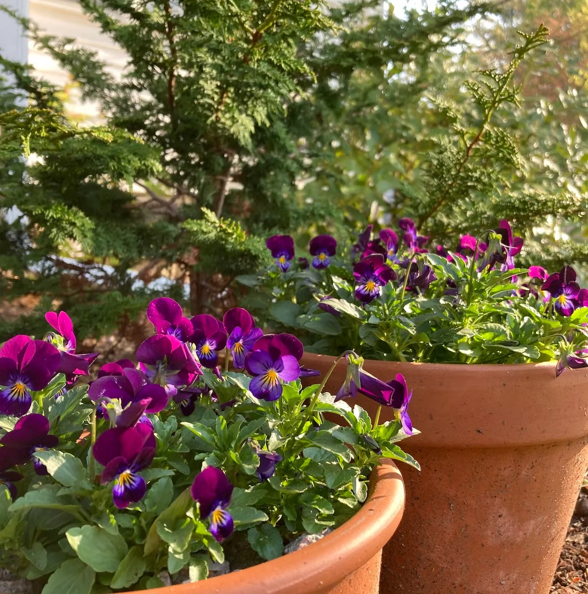 'King Henry' Viola Is a Perfect Companion for Spring-Blooming Bulbs