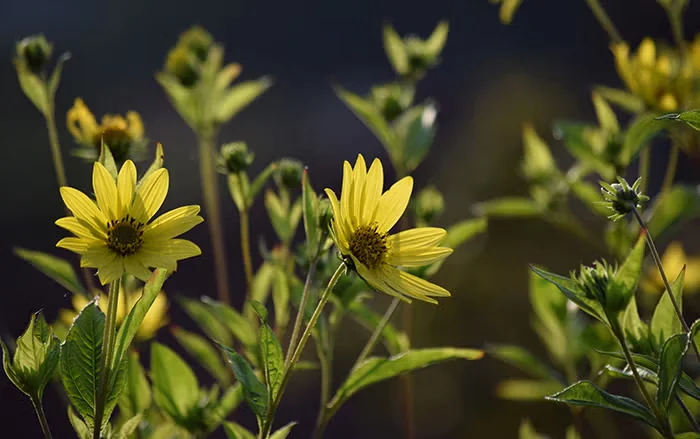 The perennial sunflower 'Lemon Queen' blooms with two-inch flowers in late summer and autumn. This shrubby, Zone 4-hardy plant can reach eight feet tall in a season.