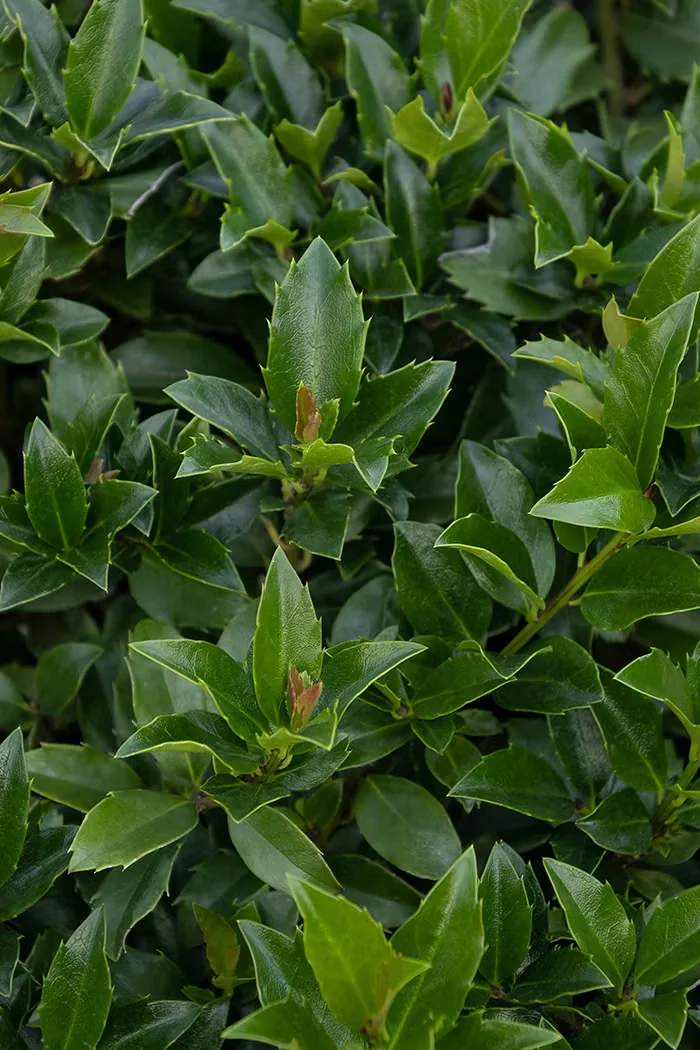 LittleOne Blue Holly Fits Foundation Plantings