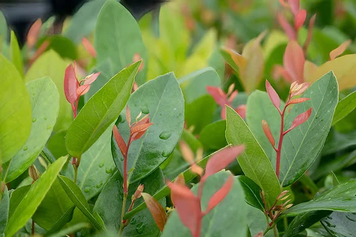 Lucky Leu Leucothoe Is a Colorful, Adaptable Native Evergreen Shrub