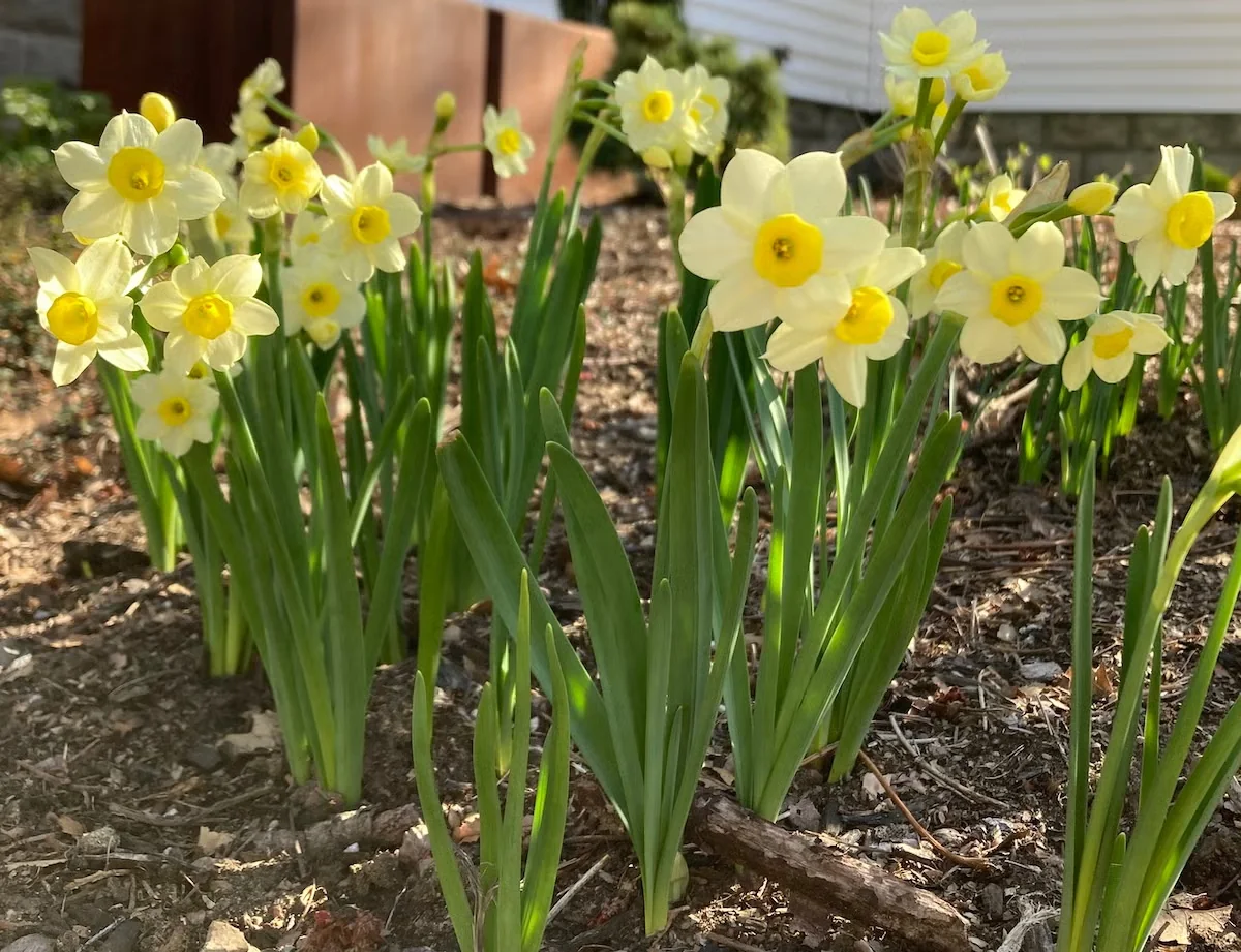 'Minnow' Miniature Daffodil Fills Spring Gardens with Fragrance