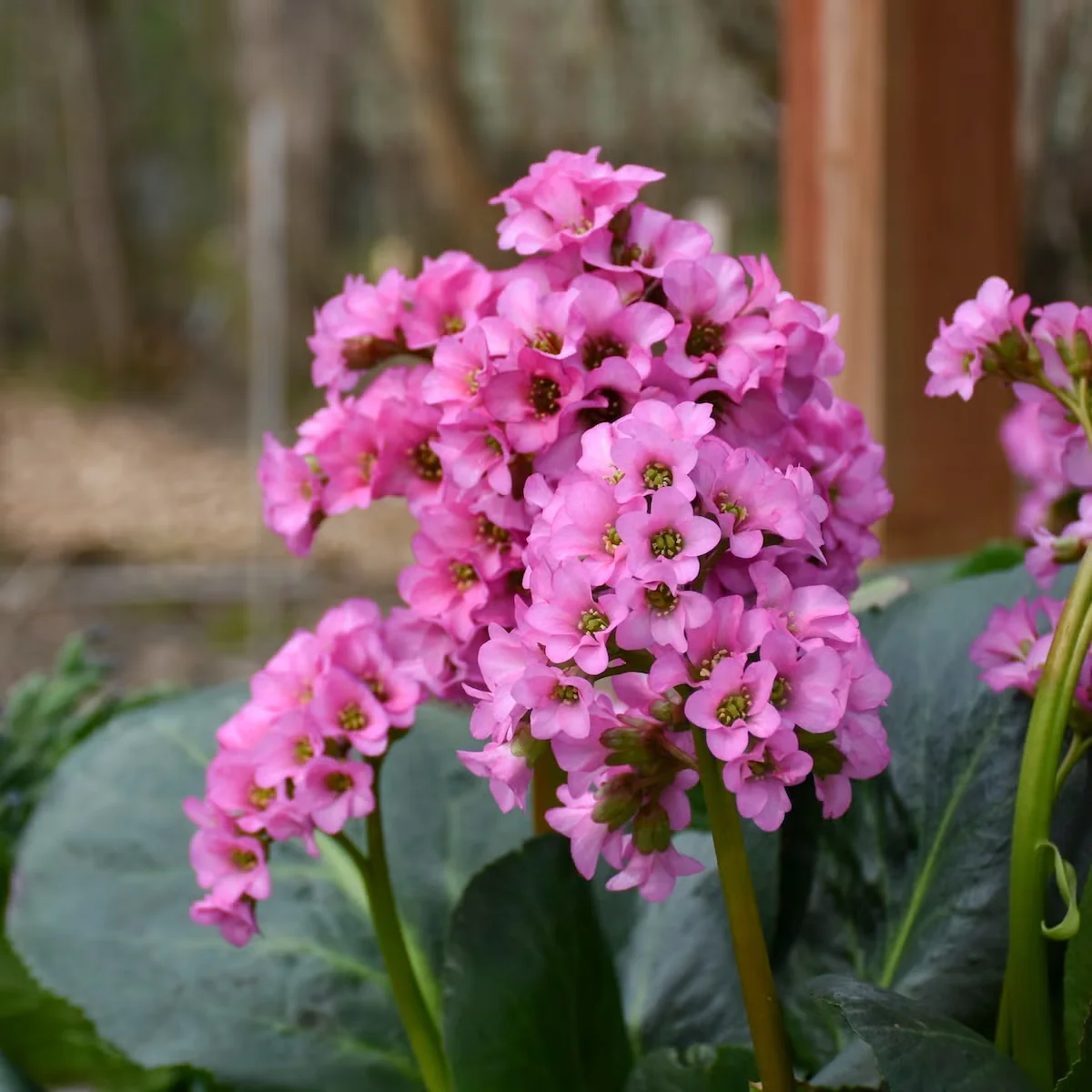 'Miss Piggy' Pigsqueak Is an Early-Blooming Perennial for Sun or Shade