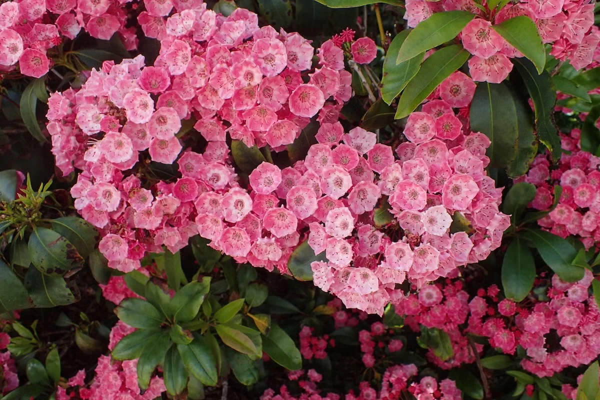 Mountain Laurel Brings Pretty Flowers and Evergreen Leaves to the Shade Garden