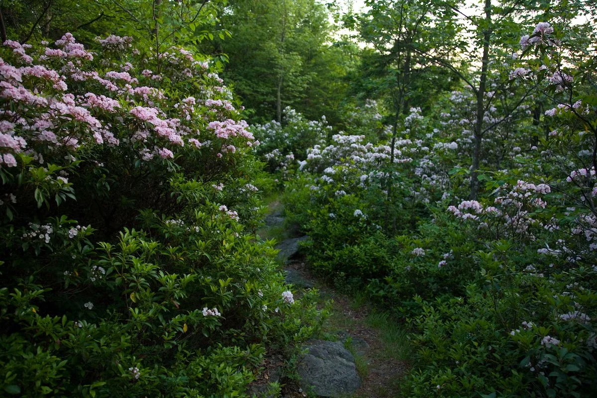 Mountain laurel blooms along a hiking path in West Virginia. This shrub is native across much of eastern North America.