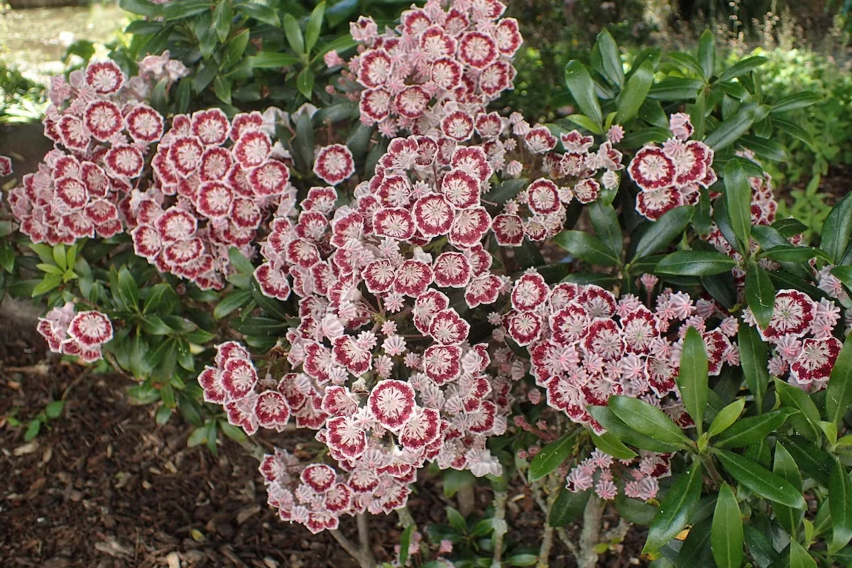 'Minuet' is a mountain laurel cultivar with bicolor blooms.