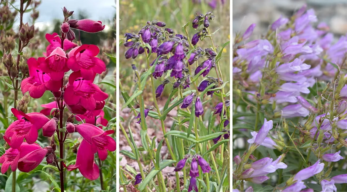 Native Penstemons for Low-Water, Pollinator-Friendly Gardens
