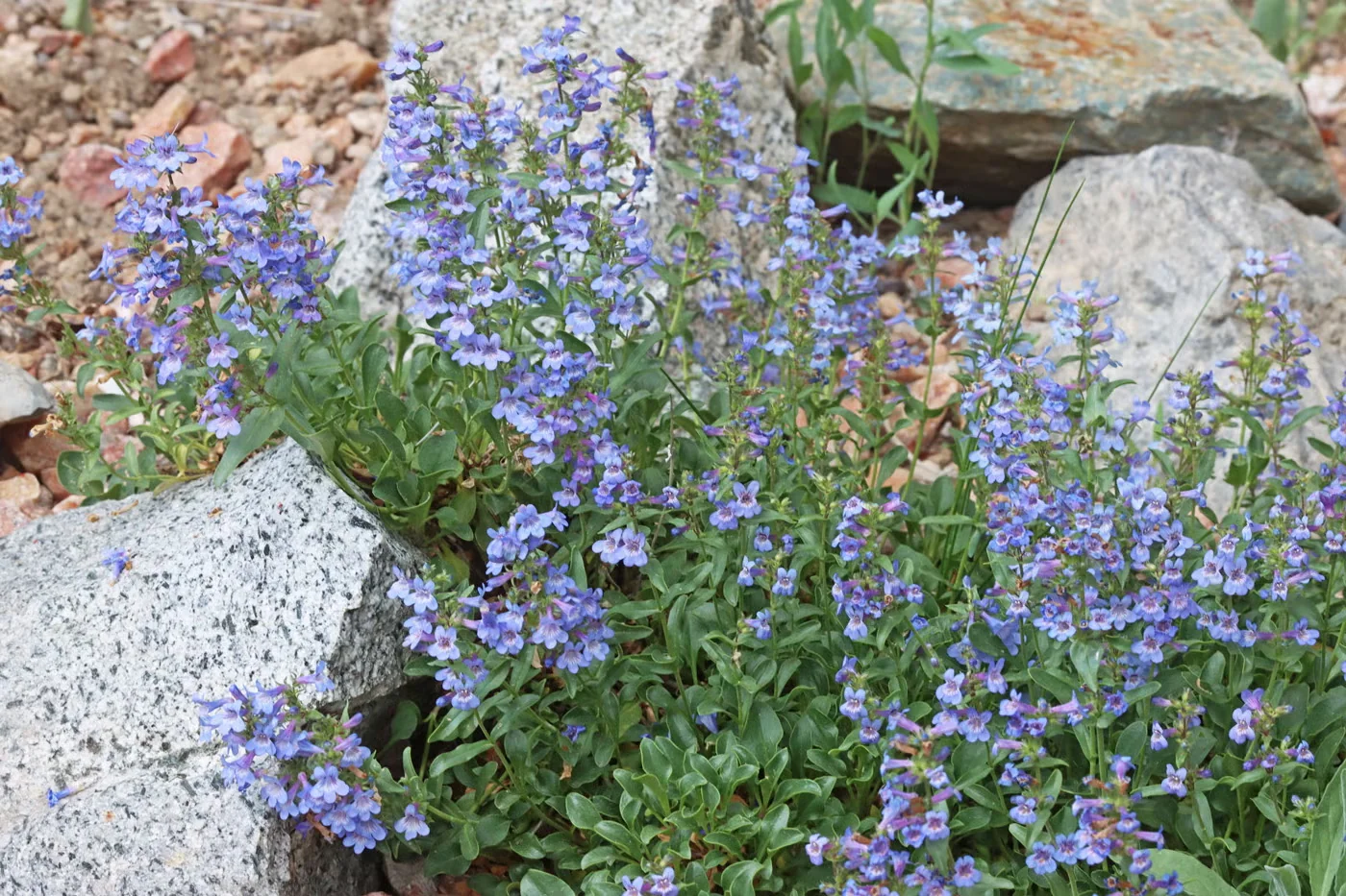 Low beardtongue is a ground-hugging species that blooms in vivid blue.Credit:Andrey Zharkikh/CC BY 2.0