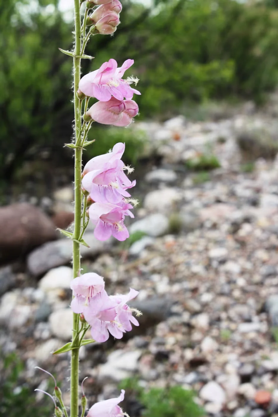 Palmer's penstemon, native to the Southwest, can stand seven feet tall in bloom. Here you can see the hairs that inspired penstemons' common name of beardtongue.Credit:Verde Canyon Railroad/CC BY-ND 2