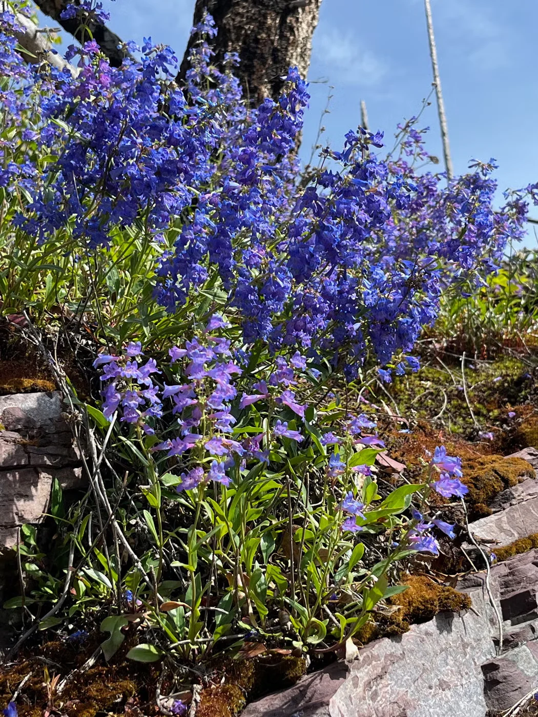 Alberta beardtongue produces heavy clusters of blue flowers that open from lilac-colored buds.Photo by: Amy Grisak