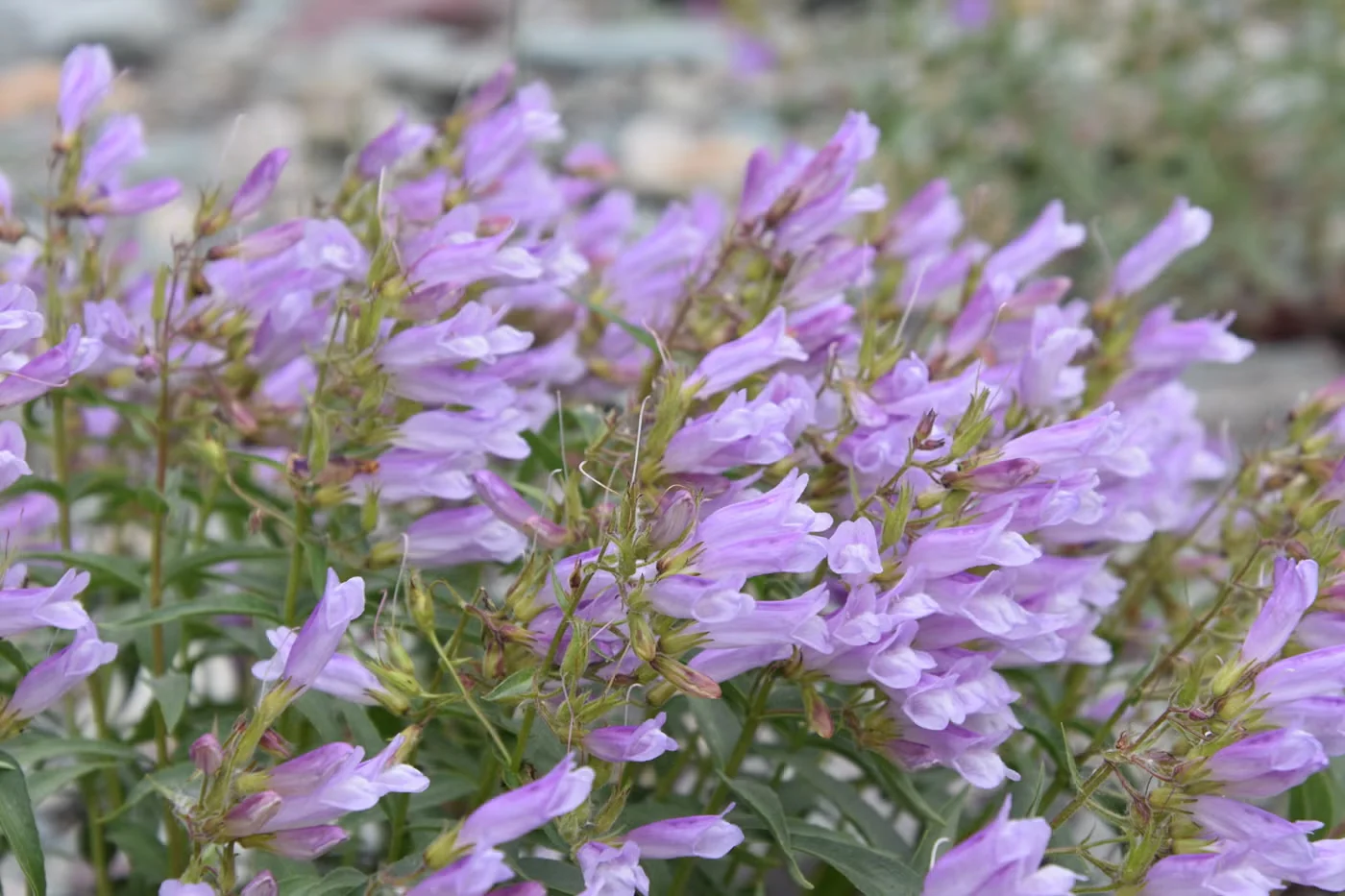 Lyall's penstemon flowers in a clear lavender hue.Photo: Amy Grisak