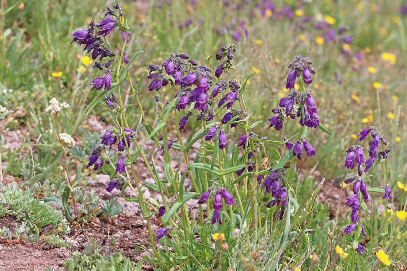 Whipple's penstemon can be tricky to grow, but its grape-colored flowers make it worth the effort.Photo:Andrey Zharkikh/CC BY 2.0