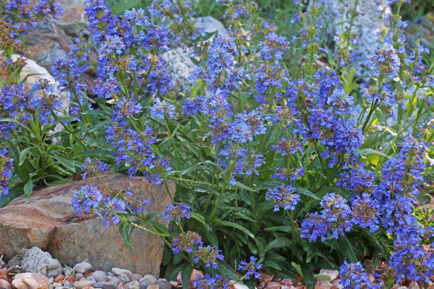 Littleflower penstemon is an easier and low-growing species that's at home in a rock or gravel garden.Photo:Andrey Zharkikh/CC BY 2.0
