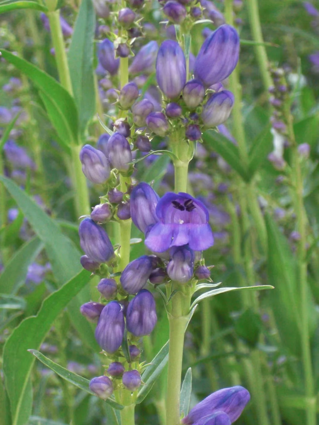 Rocky Mountain penstemon, another easy species, has larger flowers lining two-foot-tall stems.Photo:Andrey Zharkikh/CC BY 2.0
