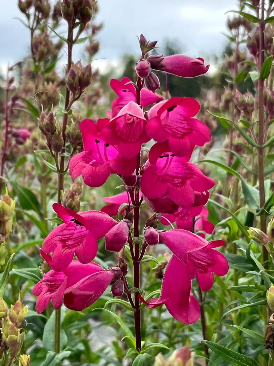 Interest in penstemons has led breeders to create exciting hybrids like 'Parade of Parrots'.Photo courtesy of Terra Nova Nurseries, Inc.