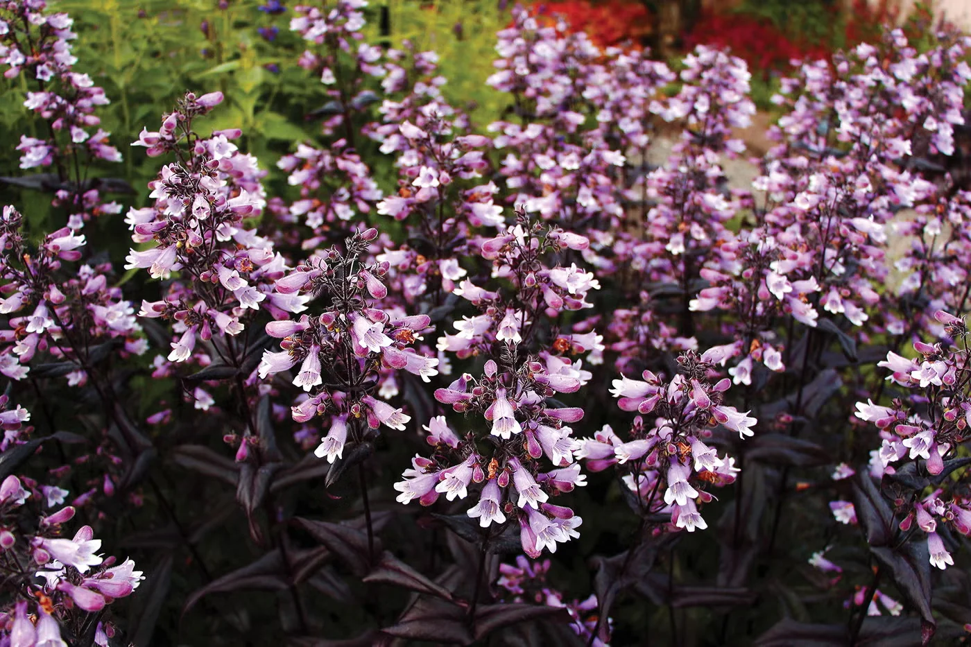 'Burgundy' backs its light pink flowers with dramatically dark foliage.Photo courtesy of Terra Nova Nurseries, Inc.