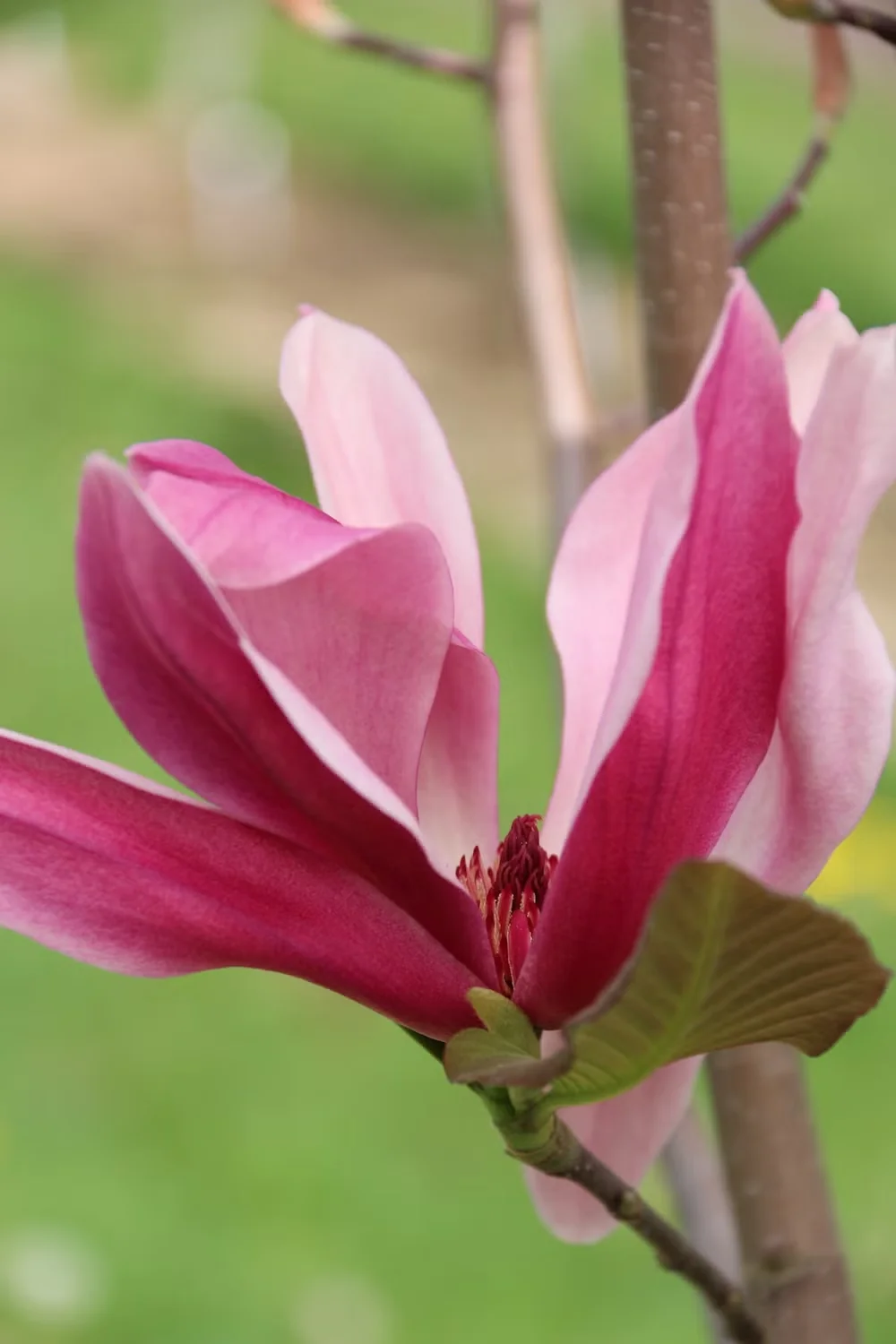 New Magnolias Offer Better Hardiness and Manageable Size