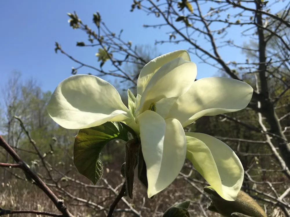 'Golden Rain' is a Dennis Ledvina introduction. Ledvina worked to create magnolias that would thrive and bloom reliably in USDA Zones 4 and 5.