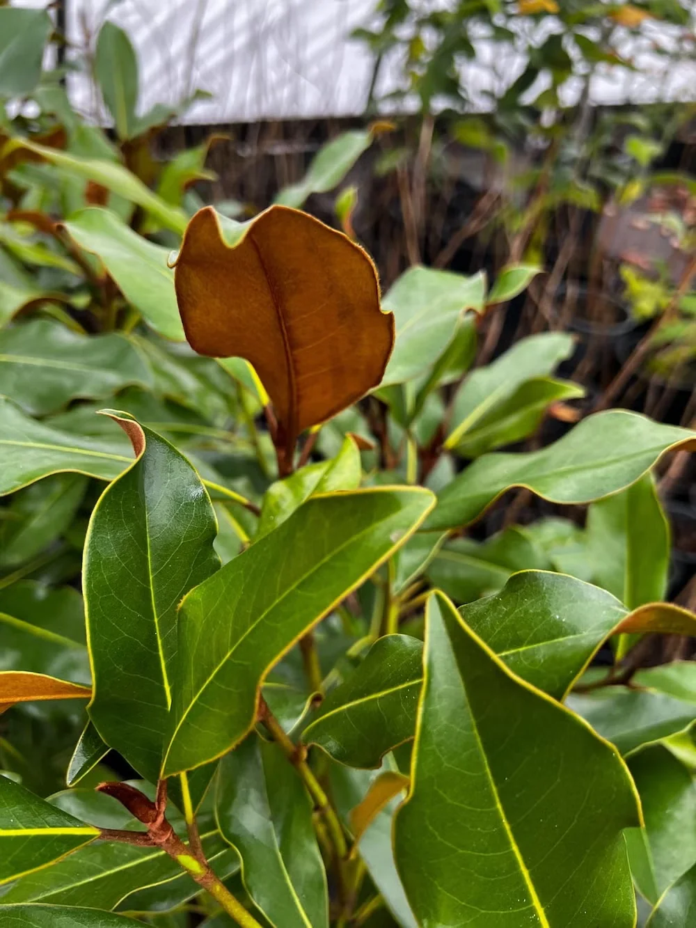 Evergreen magnolias are beloved for their leaves, which show a velvety underside. Compact cultivars like 'Kay Parris', shown here, bring this attribute to smaller garden spaces.