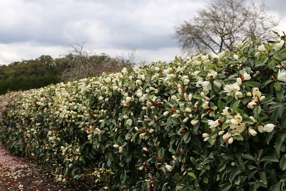 Fairy Cream magnolia, part of the Fairy magnolias series, grows as a large shrub suitable for use as hedging.
