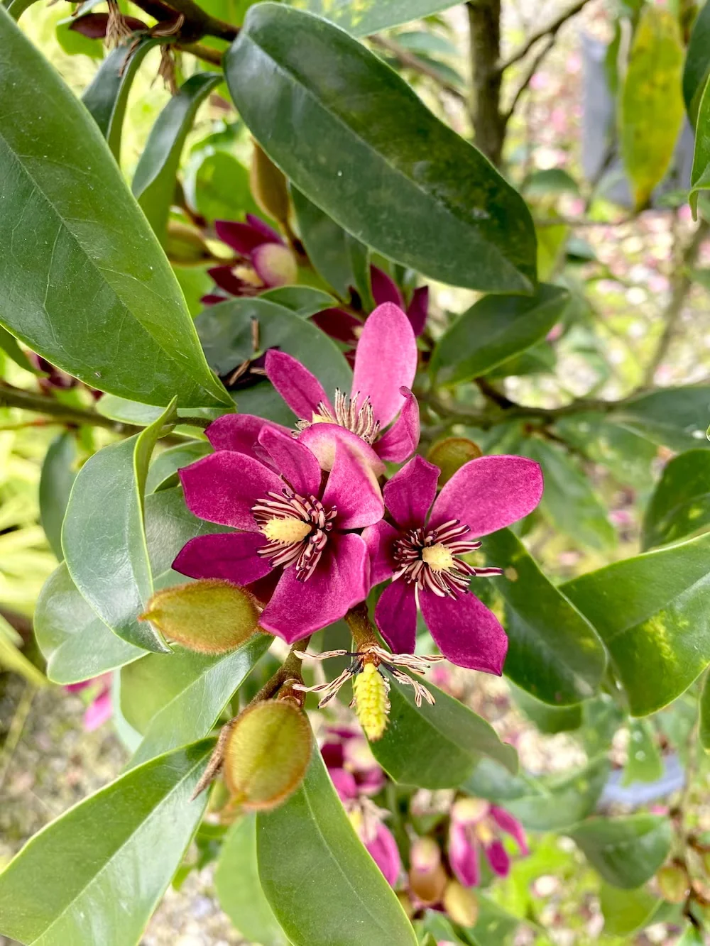 Stellar Ruby evergreen magnolia blooms in vivid magenta. It has a columnar habit suited to tight spaces.