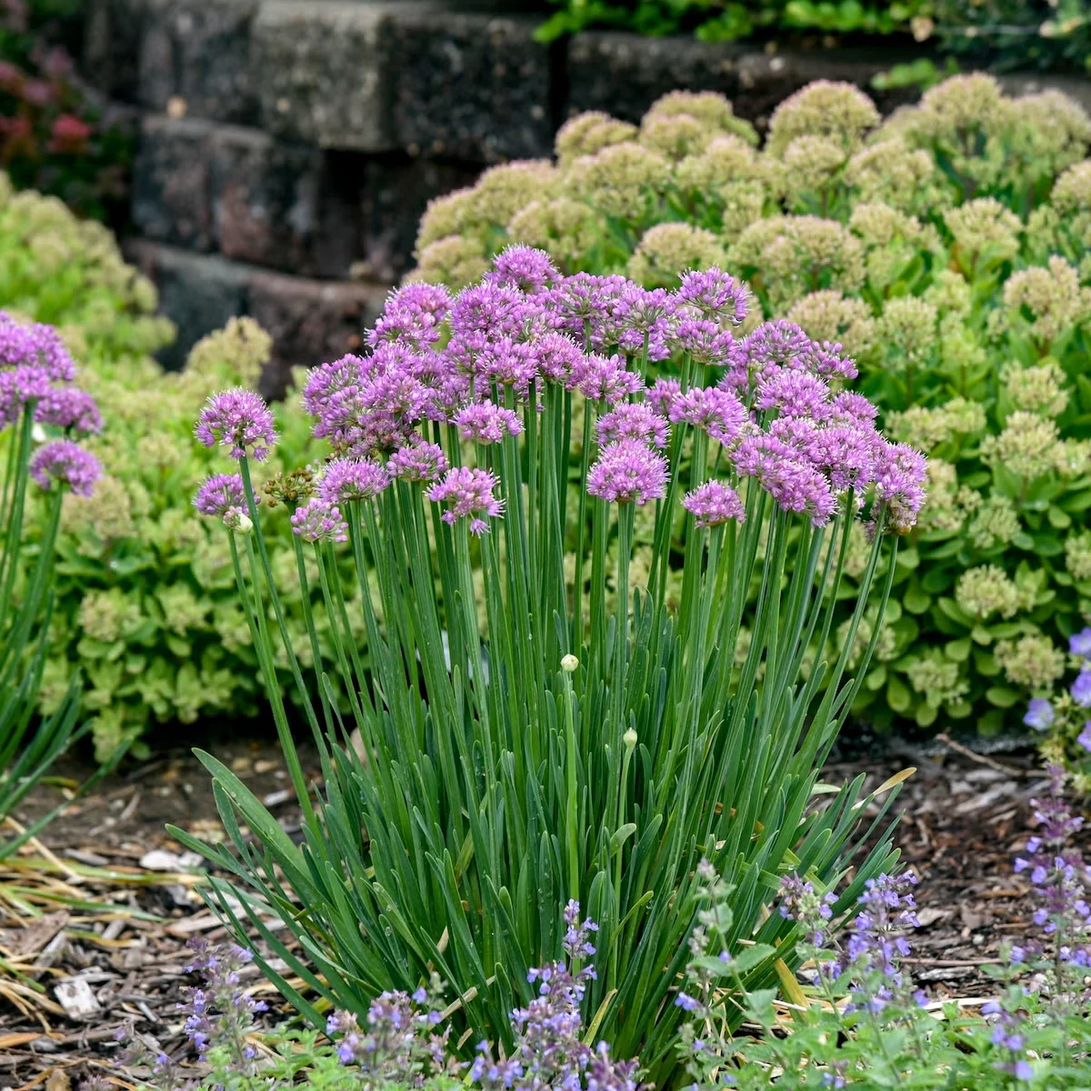 'Pincushion' Allium Stands Strong With Sturdy Foliage and Flower Stems