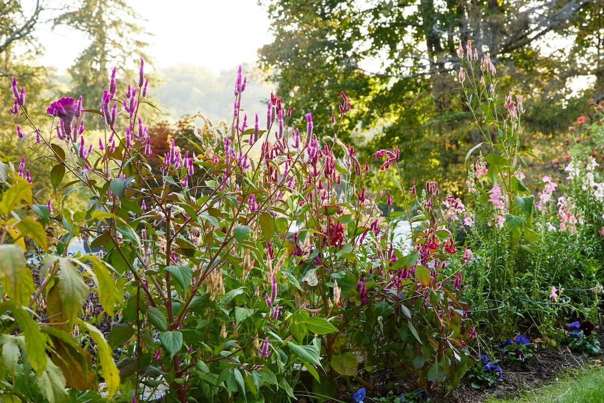 The tall, fuzzy pink flowers of celosia arrived as volunteer seedings.