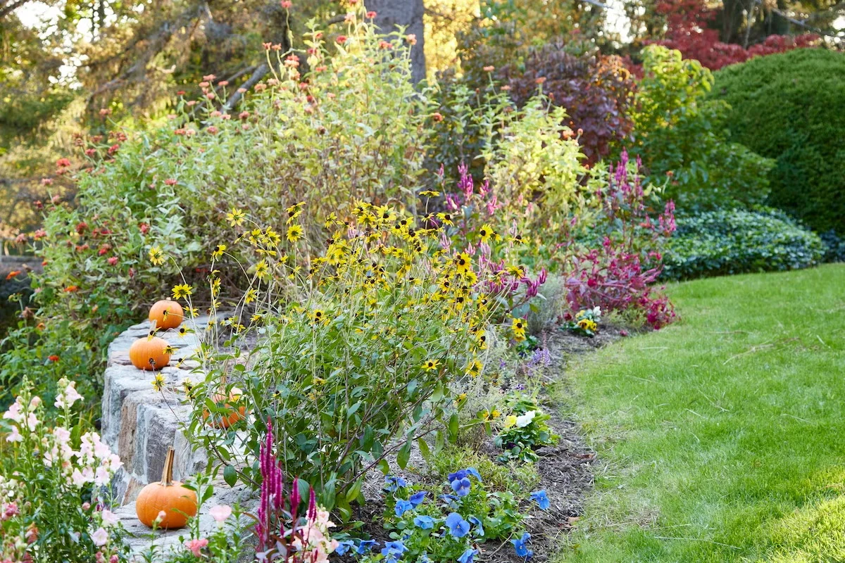The pink flowers blended surprisingly well with other fall colors, including the gold of black-eyed Susans, the burgundy of background shrubs, and of course orange pumpkins!