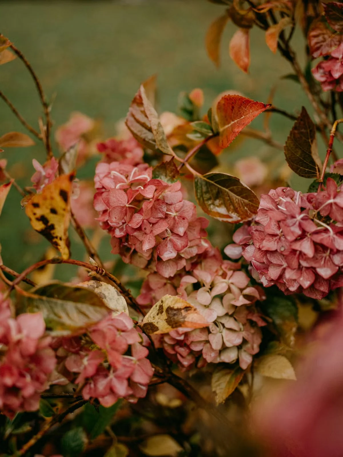 Many panicle hydrangea shrubs have white summer flowers that age to pink and hold on well into fall.