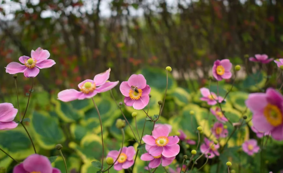 Japanese anemones bloom in autumn, with many cultivars showing lovely shades of pink.
