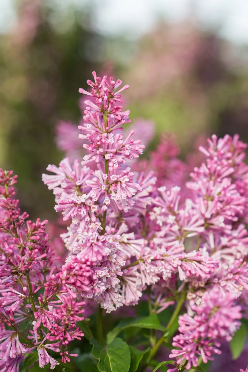 Pinktini Lilac Fits Small Gardens and Foundation Plantings