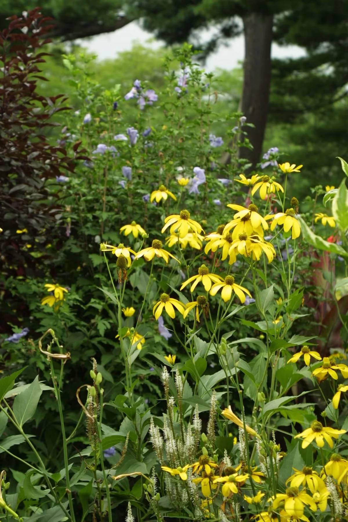 Plant 'Herbstsonne' Coneflower for Its Height and Long-Lasting Bloom