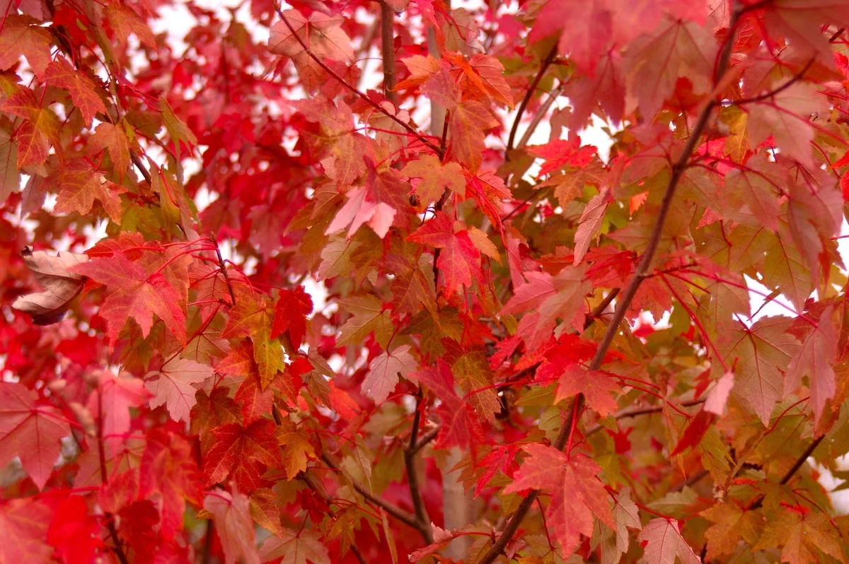 Plant Redpointe Red Maple for Fall Color and Strong Growth Habit