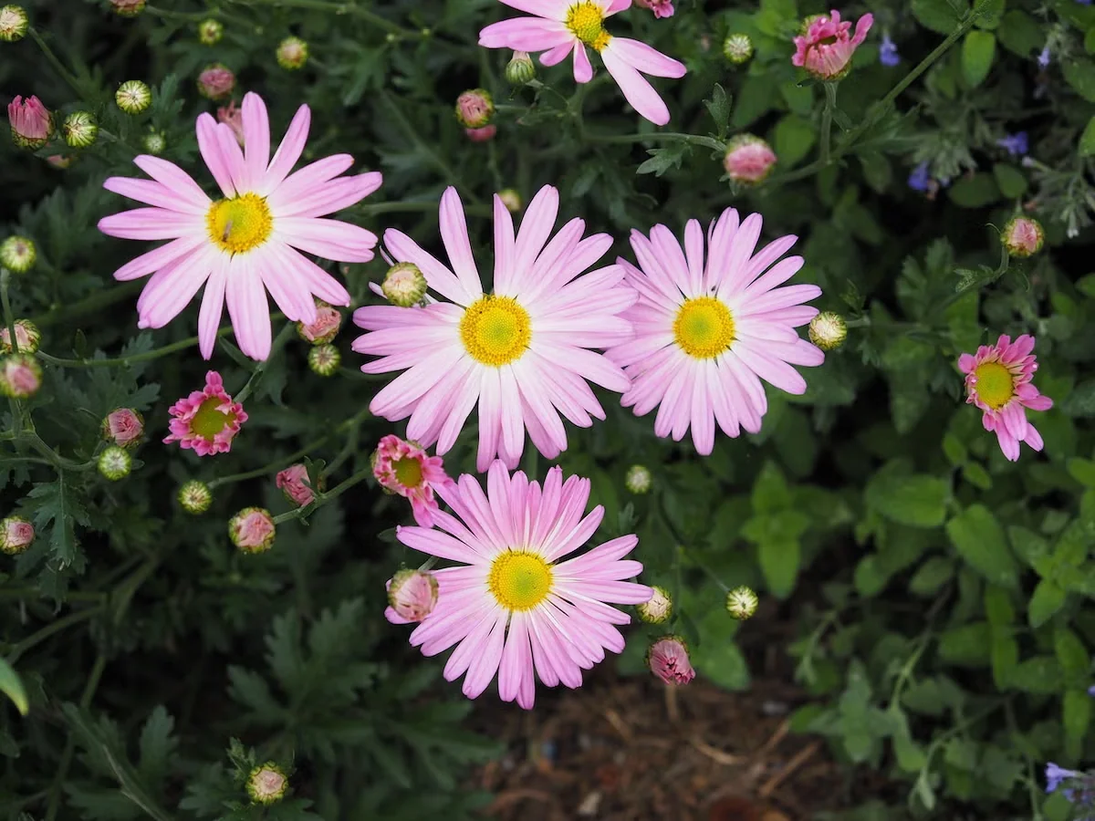 Plant Sheffield Pink Mum for Repeat Fall Performance