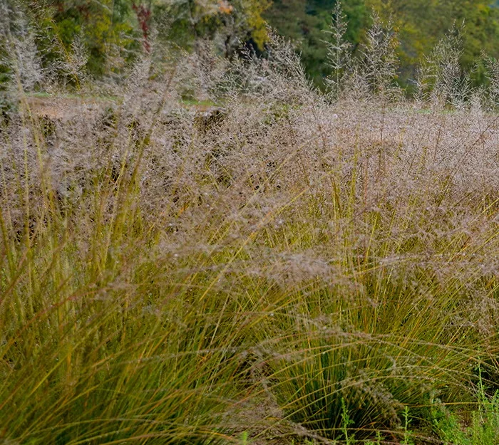 Prairie Dropseed Is a Good Grass for Small Garden Spaces