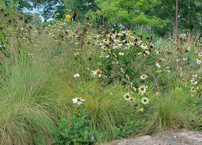 In this September scene at Chicago's Millennium Park Lurie Garden, the fine foliage and pink-tan flower panicles of prairie dropseed mingles with white coneflower (Echinacea purpurea 'Virgin').
