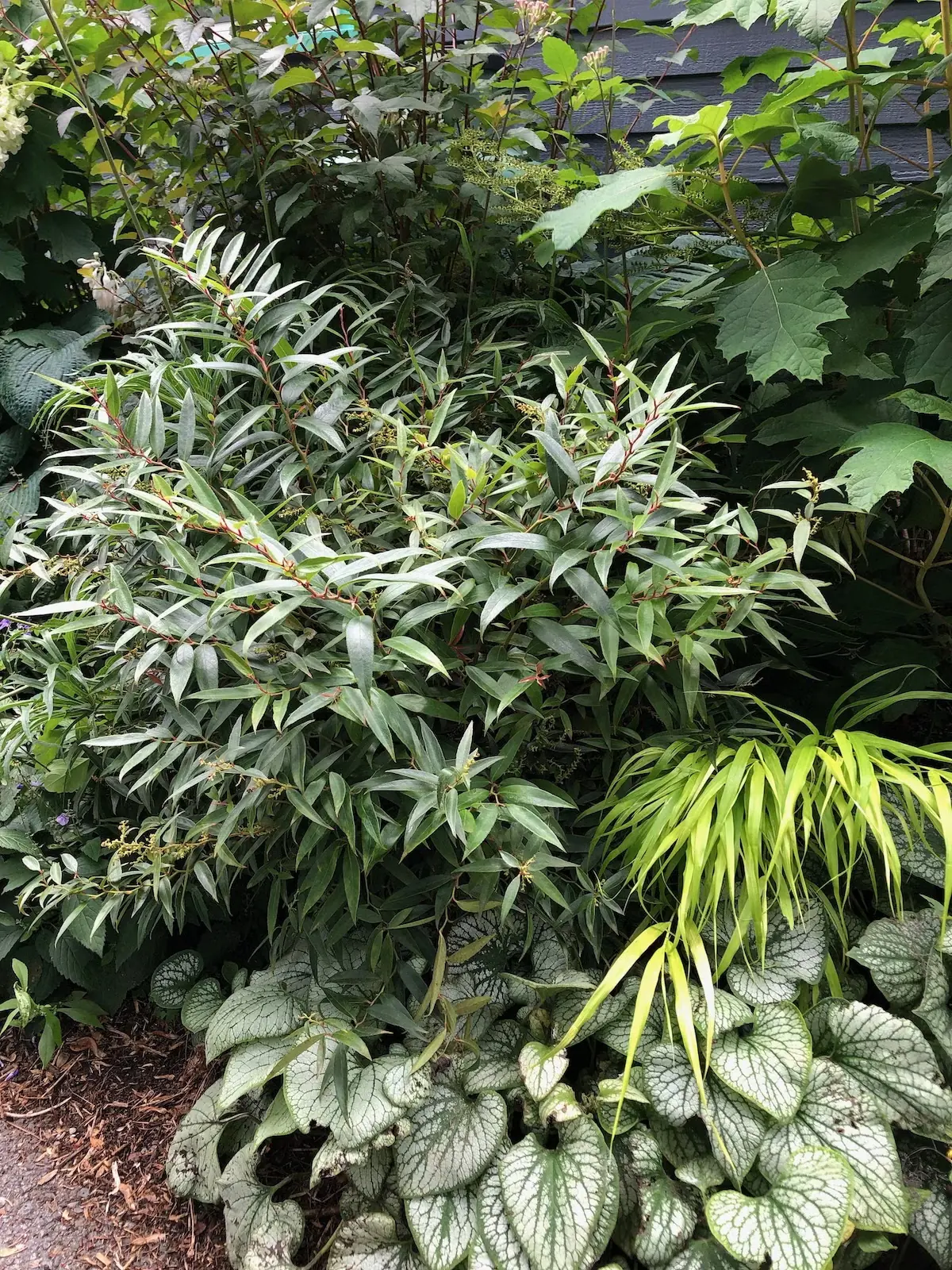 'ReJoyce' Coastal Doghobble Offers Garden Color All Year