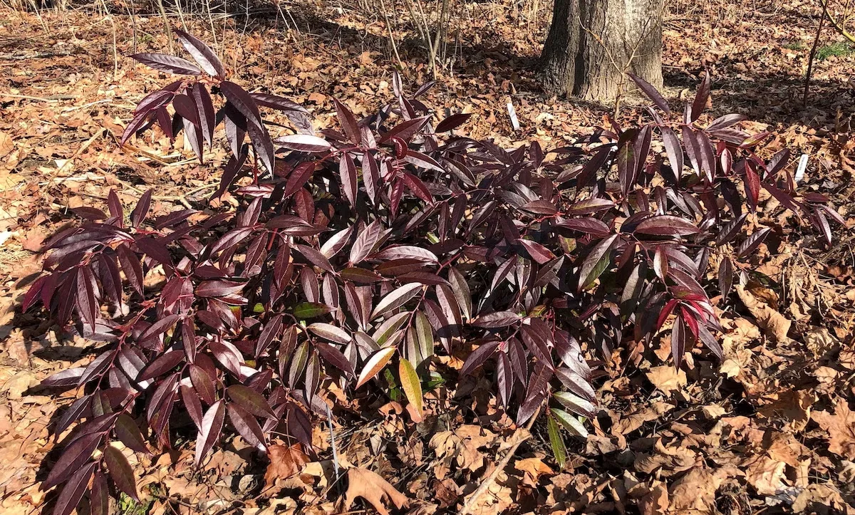In winter, the evergreen foliage of 'ReJoyce' coastal doghobble takes on deep purple hues.