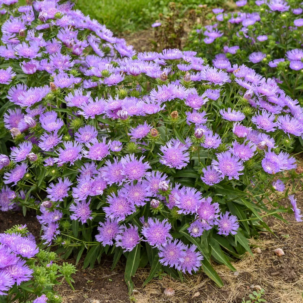 'Riptide' Stokes's aster offers purple flowers into the fall, making it a nice companion or alternative to mums.