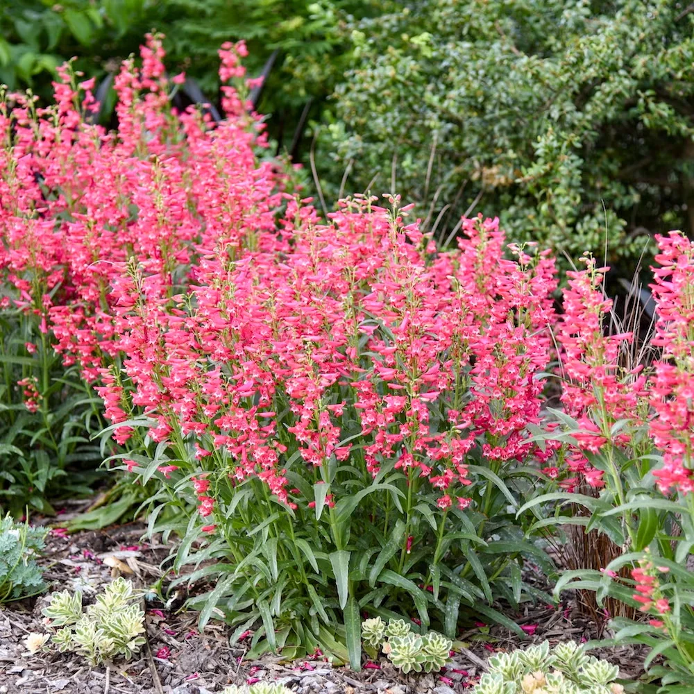 'Rose Rhinestones' Penstemon Brings Rich Color and Hummingbirds to Dry Gardens