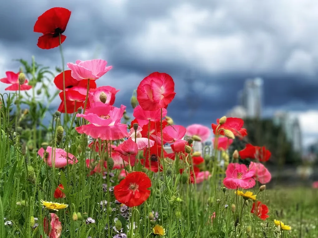 Shirley Poppies for the Flower Garden