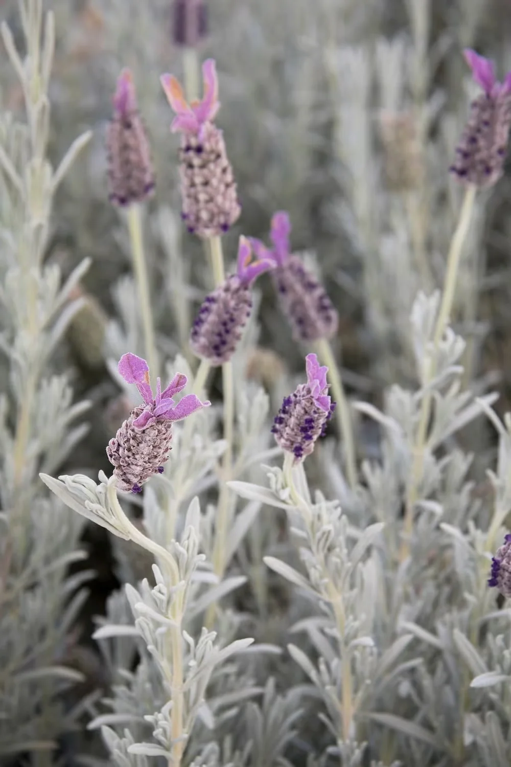'Silver Anouk' Lavender Stands Up to Drought in the Garden or Containers