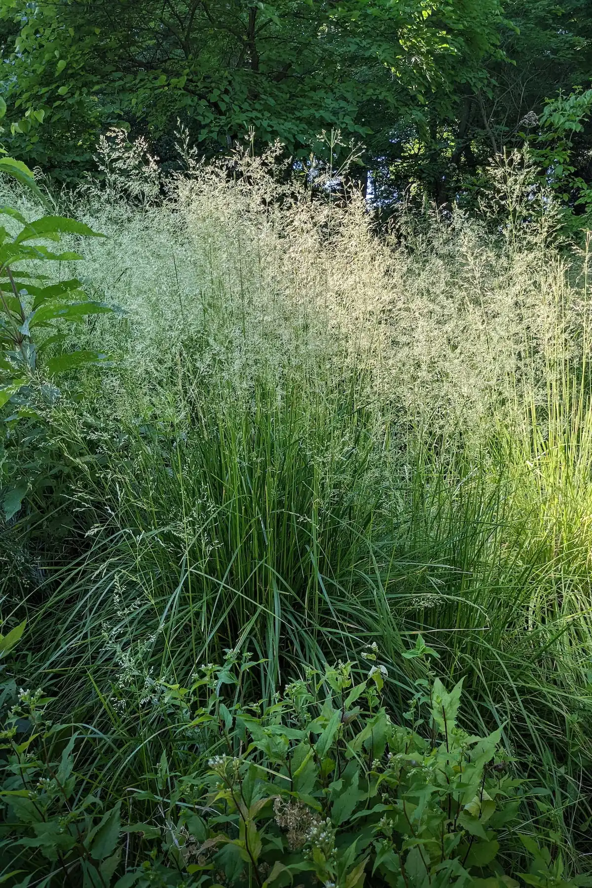 Small Native Grasses for Any Garden Space