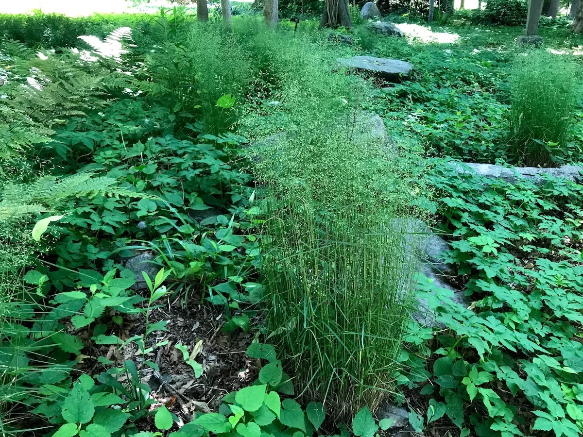 Wavy hairgrass