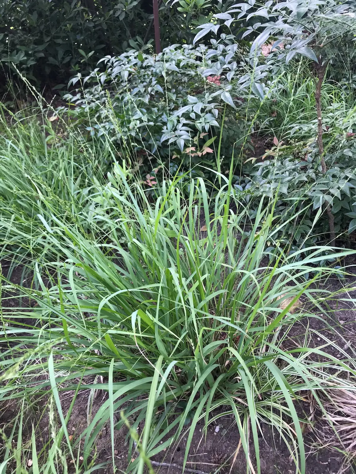 Slender wood oats