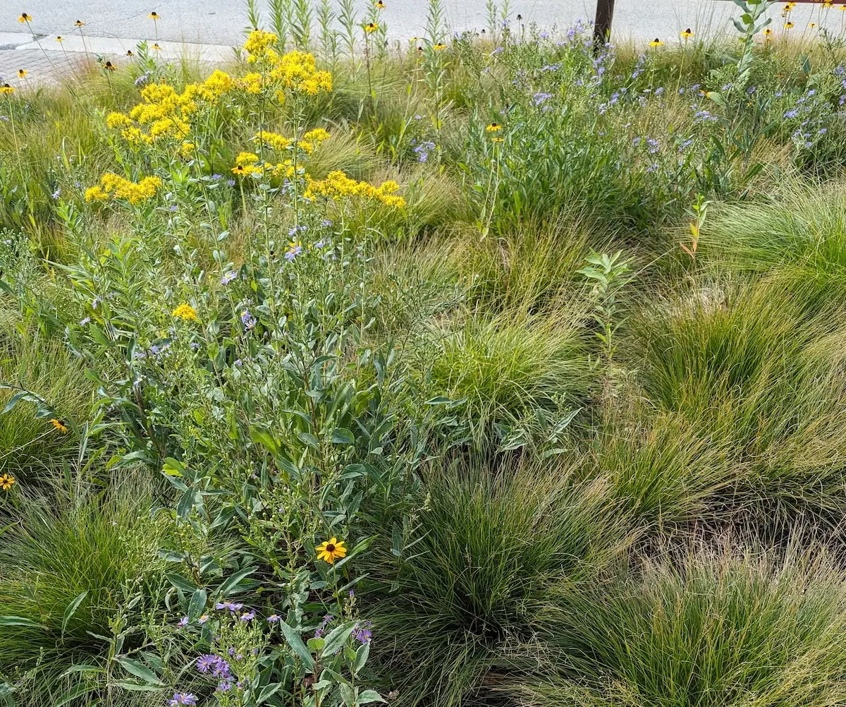 Prairie dropseed (cultivar 'Tara') with goldenrod and other late-summer bloomers.
