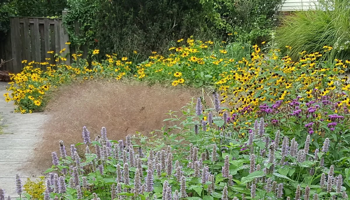 Purple love grass amid black-eyed Susans and purple blazing star.